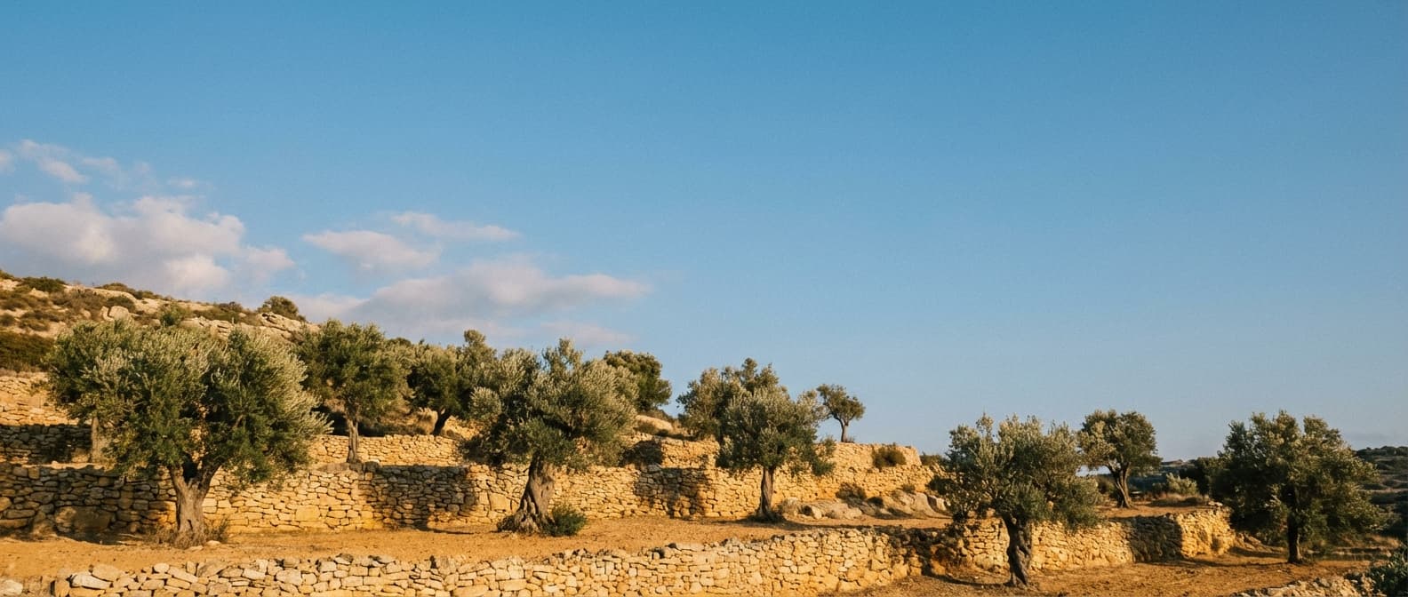 Olivenhain auf Zypern